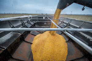 U upotrebi sedam novih GMO sorti - odobrila Europska komisija
