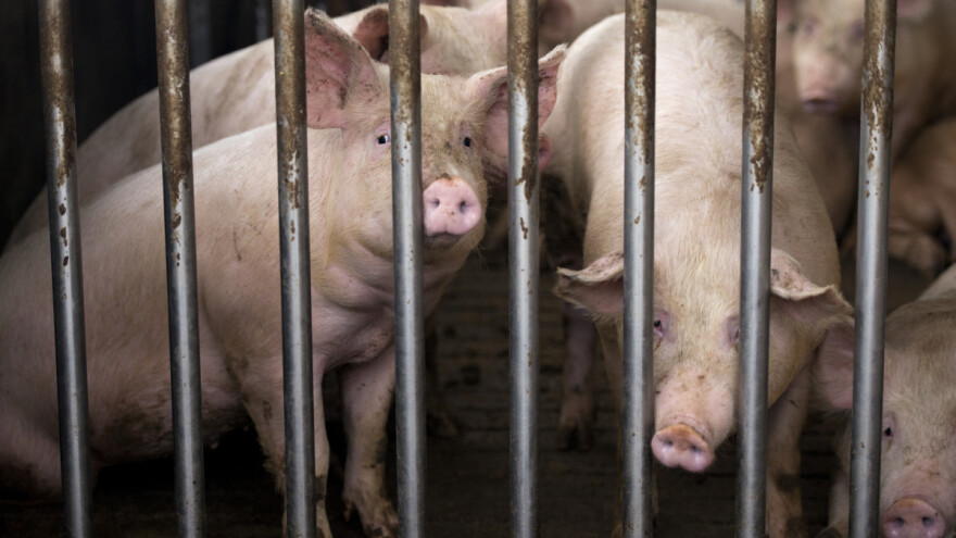 Uzgajivači, podnesite zahtjev za potporu zbog afričke svinjske kuge