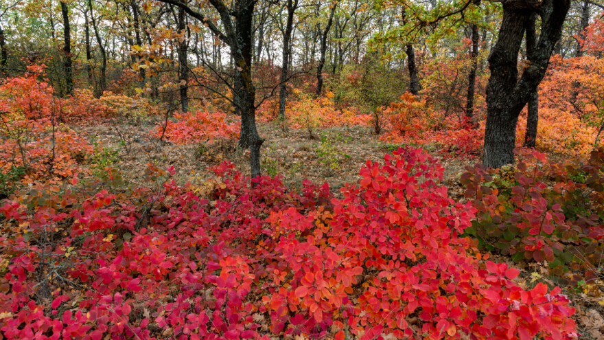 U grozdoberu kad pocrveni ruj čekat ćemo šumopad