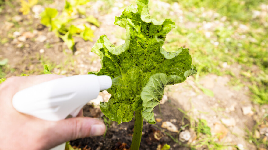 Da li znate šta je oparak i koje štetočine u bašti uništava?