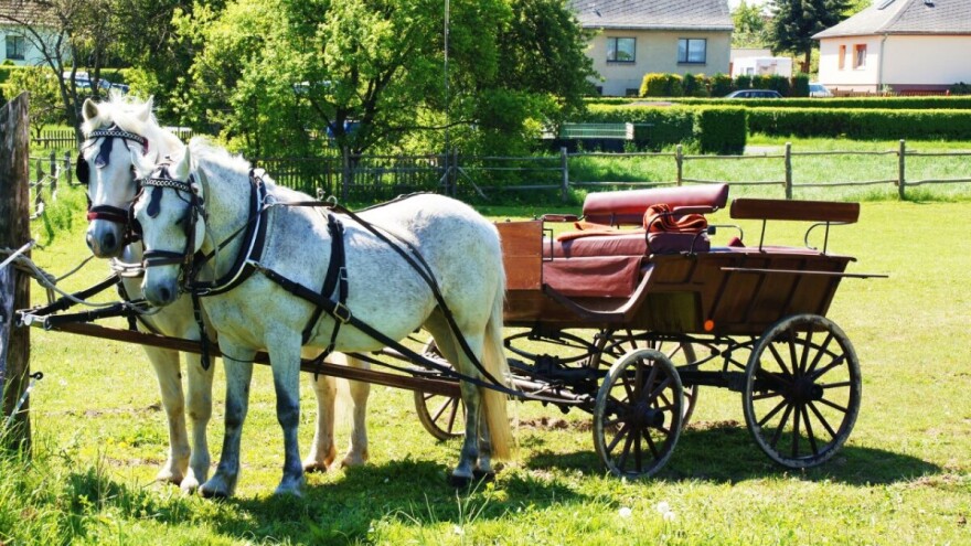 Tradicija: U Banatskom Karađorđevu sve više konja