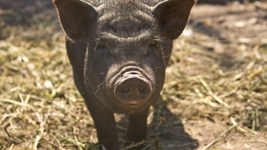 Baby Jane je najstarija svinja na svijetu - ima 23 godine