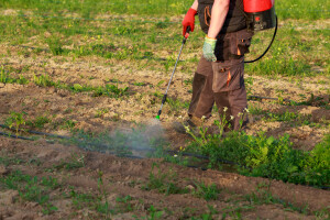 Uništavanje korova: Koje herbicide koristiti, kada i kako?