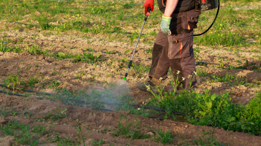 Uništavanje korova: Koje herbicide koristiti, kada i kako?