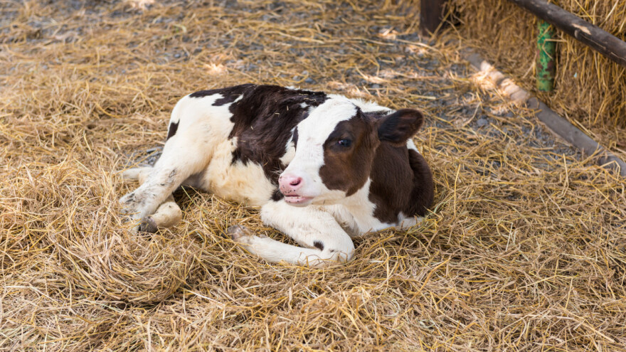 Pas ušao u štalu i izgrizao telad - jedno uginulo