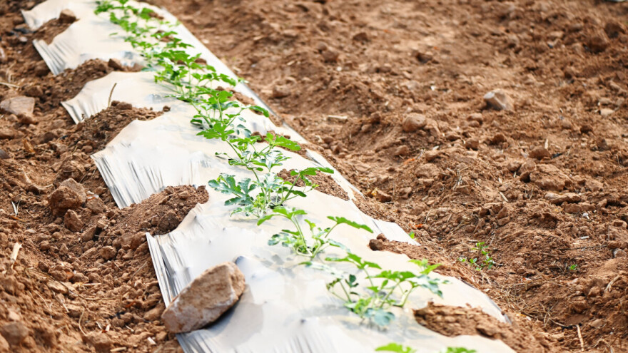 Biljne vaši i antraknoza u usevima lubenice i dinje. Ključan period za zaštitu