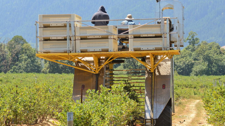 Borovnica: Od berbe do skladištenja