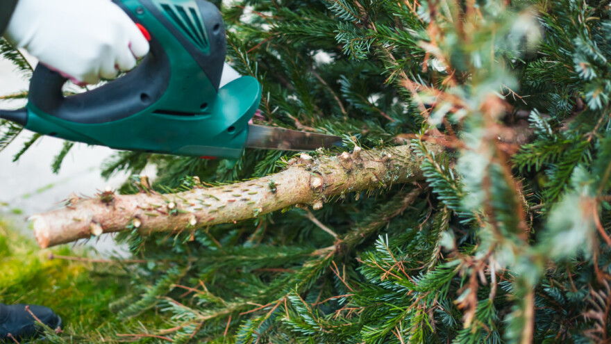 Evo 5 biljnih vrsta kojima odgovara malč od borovih i jelinih grančica