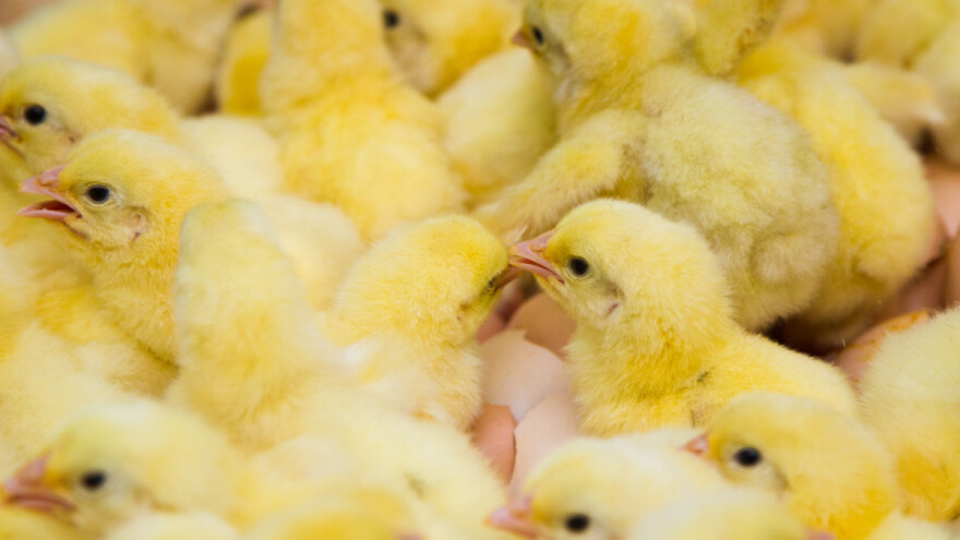 Na šta obratiti pažnju pri kupovini pilića i šta poslije?