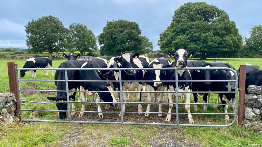 Eliminisaće 200.000 krava zbog klimatskih ciljeva?