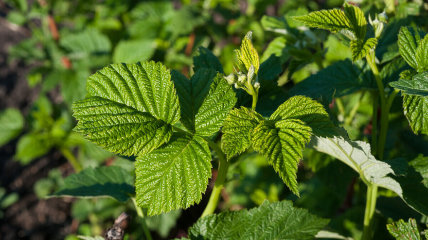 Maline uskoro u punoj fazi cvjetanja - spriječite sivu trulež plodova