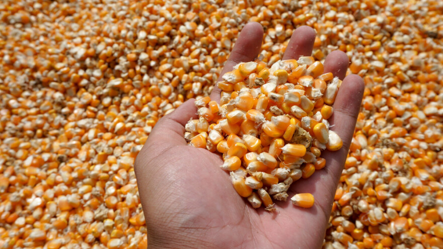 Sumirani rezultati lanjskih prinosa: Kukuruz stabilan, soja podbacila