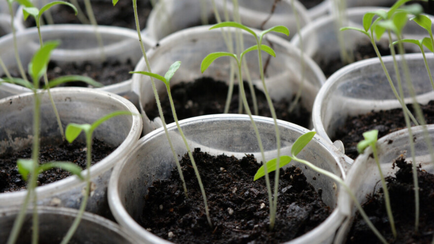 Mogu li se spasiti izdužene presadnice? Evo 4 savjeta