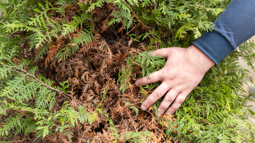 Potkornjaci mogu biti uzrok sušenja tuja