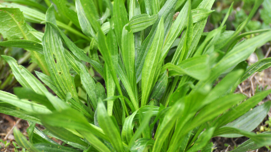 Muška bokvica dobra kao hrana za stoku?