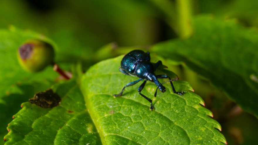 Obratite pažnju na svrdlaša - kako ga suzbiti?