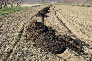 Stajnjak na njivi: Kako smanjiti gubitke hranljivih materija?