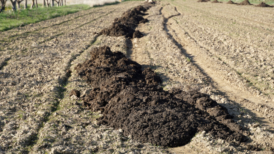 Stajnjak na njivi: Kako smanjiti gubitke hranjivih materija?