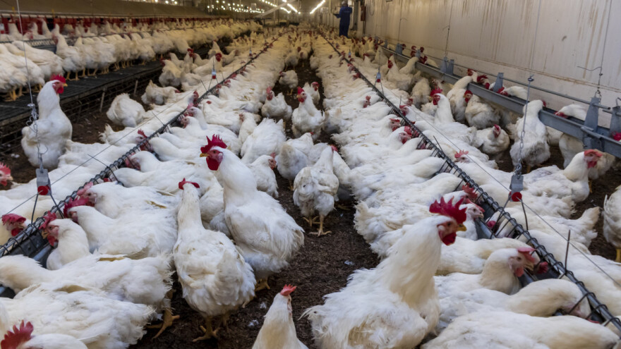 Srbija nema razloga za brigu zbog ogromne investicije u farmu pilića u Hrvatskoj?
