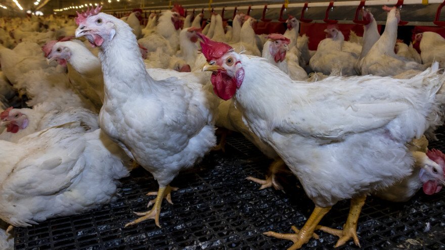 U 2024. sektor peradarstva zabilježit će skroman globalni rast?