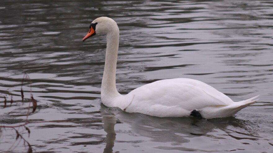 Novi slučajevi ptičje gripe u Hrvatskoj