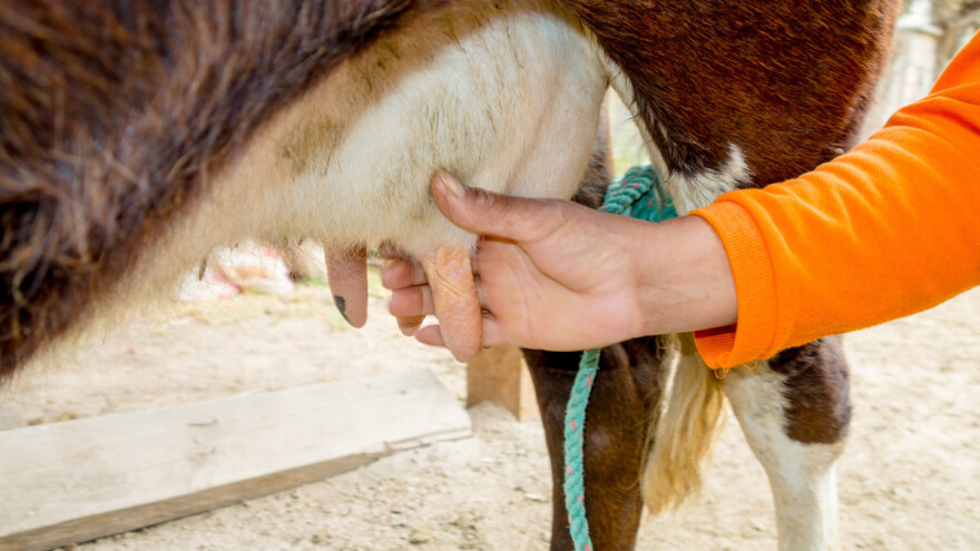 Šta znače za proizvodnju mleka i kako ograničiti pojavu lezija na vimenu?