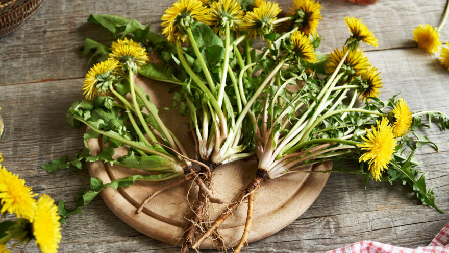 Maslačak - od korisne biljke do prepoznatljivog korova