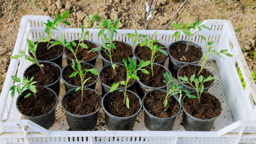 Evo zašto nakon pikiranja biljke mogu "stati" s rastom