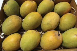 Brazilski mango zaustavljen na bh. granici zbog pesticida