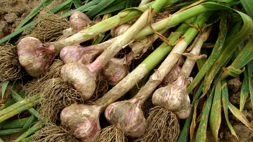 Jača potražnja za češnjakom: Izvoz kineskog veći za 38%, u SAD ostali praznih skladišta