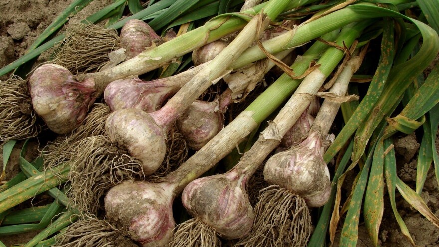 Porodica Mihok iz Vrbice poznati prerađivač prolećnog belog luka