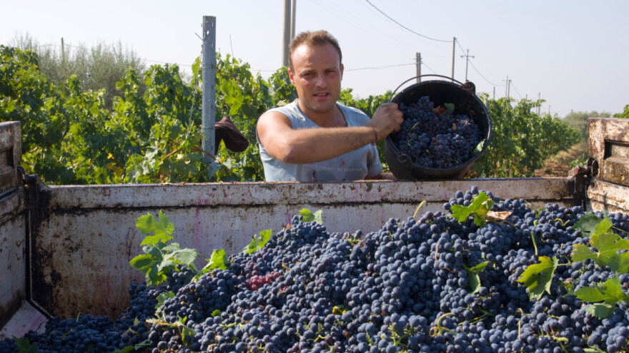 Bugarski vinogradari blokirali ulice zbog niskih otkupnih cena grožđa