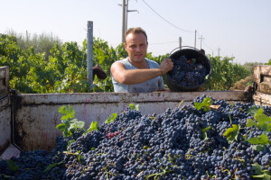 Bugarski vinogradari blokirali ceste zbog niskih otkupnih cijena grožđa