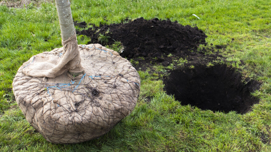 Moguće je presaditi i starije voćke - kako?