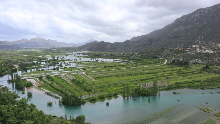 Oborine stvorile povoljne uvjete za bolesti - kako zaštititi vinograd?