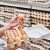 TISUP: Veleprodajne cijene konzumnih jaja svih razreda dosegnule rekordno visoke razine