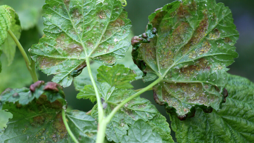 Koliko ribizlina lisna uš zapravo šteti biljci i kako je suzbiti?