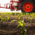 Otpornost korova nikad jača: Što onda izabrati za zaštitu kukuruza?