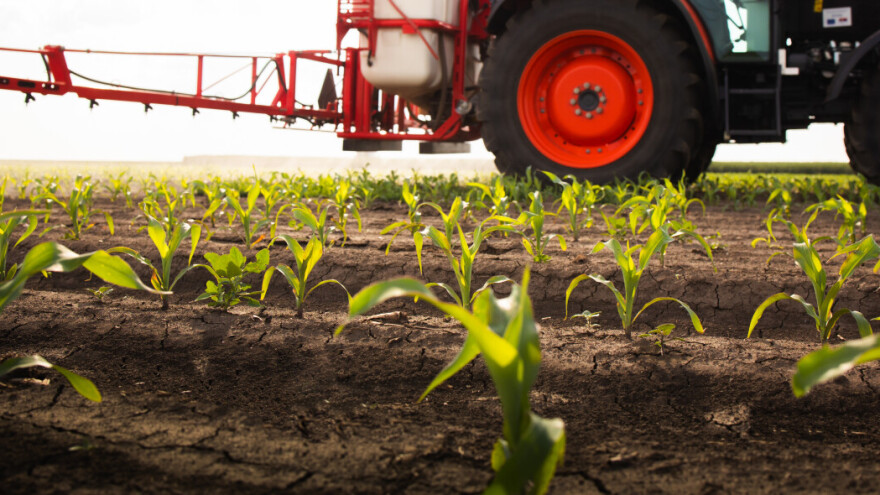 Otpornost korova nikad jača: Što onda izabrati za zaštitu kukuruza?