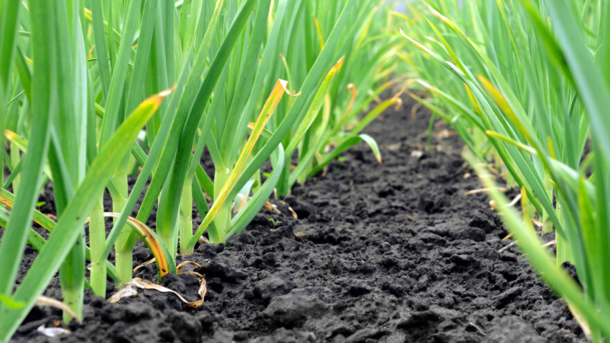 Azotno đubrenje odlučujuće za beli luk, ali koliko je previše?
