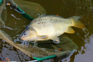Kradljivci izazvali pomor - u mreži uginulo oko 120 kilograma ribe