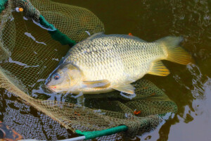 Kradljivci izazvali pomor - u mreži uginulo oko 120 kilograma ribe