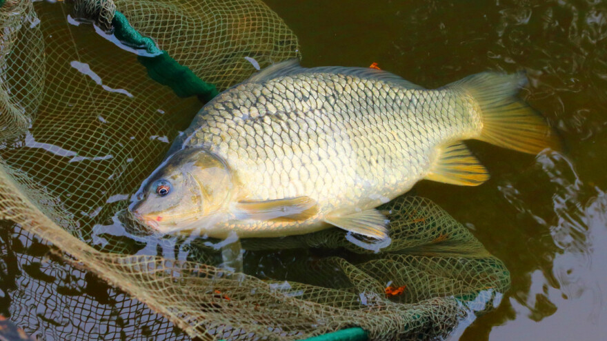 Kradljivci izazvali pomor - u mreži uginulo oko 120 kilograma ribe