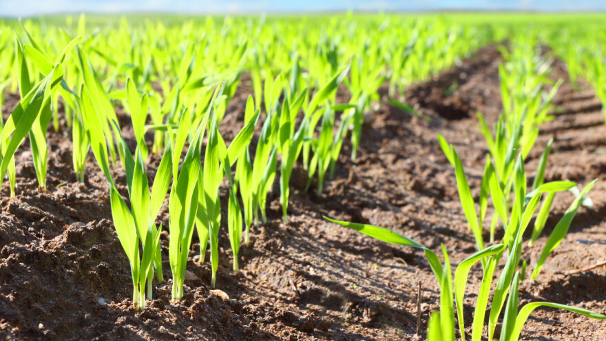 Mlinari se oštro protive GMO pšenici - porasli bi troškovi uvoza i cene?