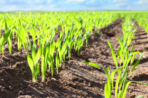 Mlinari se oštro protive GMO pšenici - porasli bi troškovi uvoza i cijene?