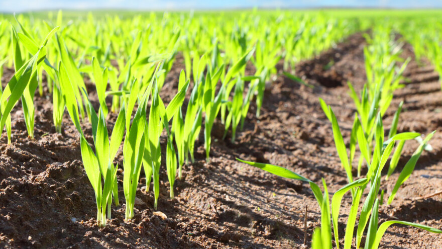 Mlinari se oštro protive GMO pšenici - porasli bi troškovi uvoza i cijene?