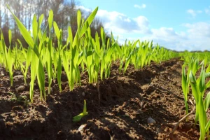 Klimatske promene prete pšenici, do 60% svetskih useva moglo bi biti pogođeno sušom?