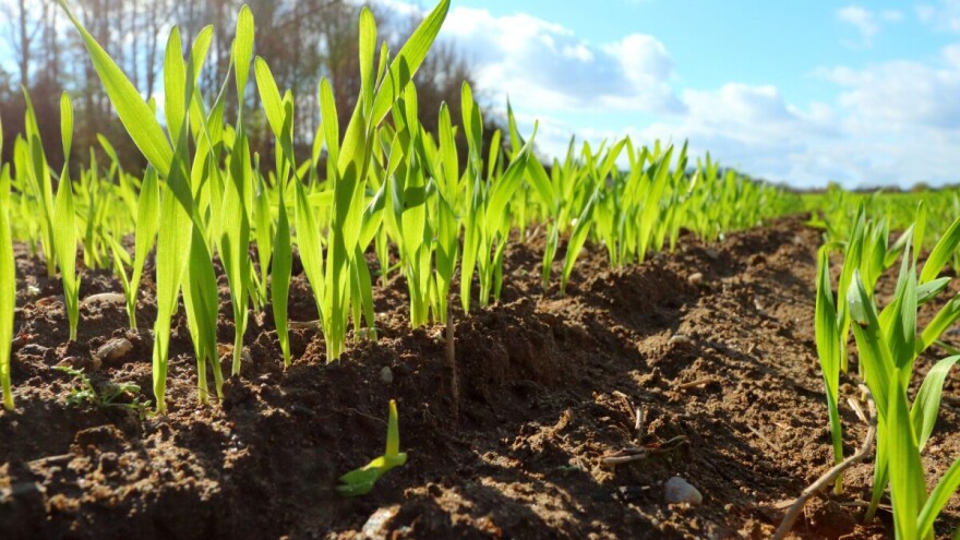 Klimatske promjene prijete pšenici, do 60% svjetskih usjeva moglo bi biti pogođeno sušom?