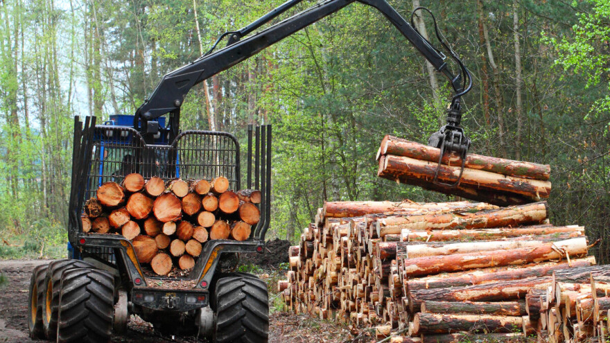 Otuđio stabla iz šume u vrijednosti 16 tisuća eura