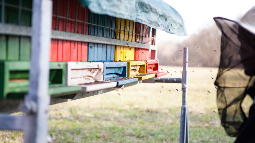 Od sledeće godine povećanje subvencije po košnici na 800 dinara